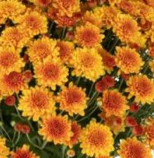 Fall Mum 14&quot; Pot Beatrice Orange