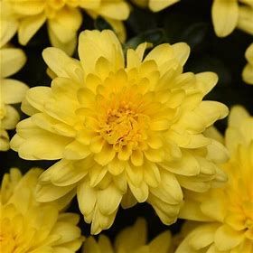 Mum Plastic HB 11&quot; Sunny Day Yellow