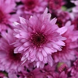 Mum Plastic HB 11&quot; Carousel Pink