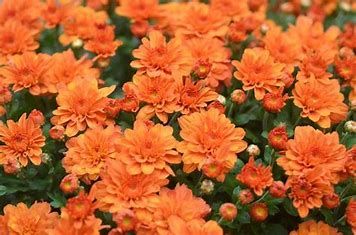 Mum Plastic HB 11&quot; Pumpkin Pie Orange