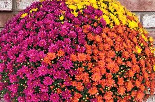Fall Mum 14&quot; MIX Jacqueline  (YE/PI/OR)
