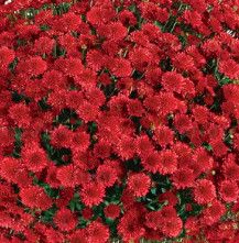 Fall Mum 14&quot; Pot Seaside Red