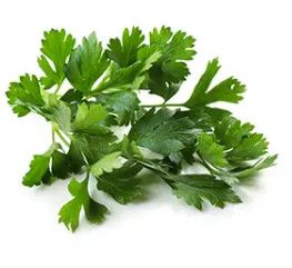 Parsley &#39;Italian&#39; 6&quot;