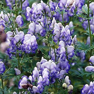 Monkshood &#39;Aconitum Bi-Colour&#39; 1 Gal