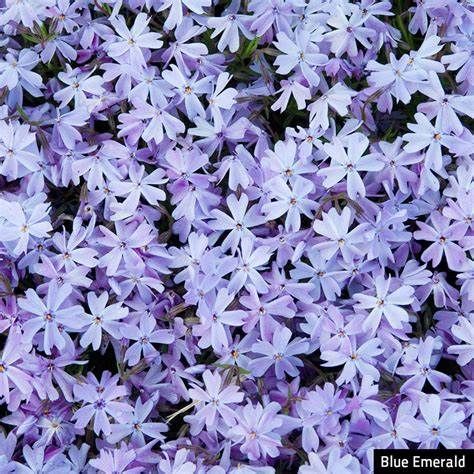 Creeping Phlox &#39;Emerald Blue&#39; 2 gal