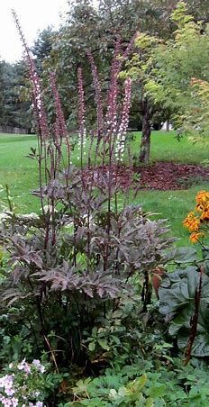 Bugbane &#39;Actaea Hillside Black Beauty&#39; - 1 gal