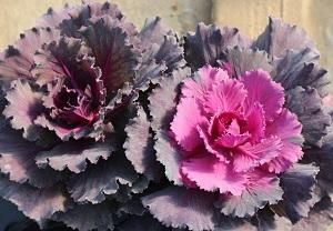 Flowering Cabbage 10&quot; Osaka Red