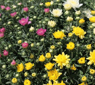 Fall Mum 14&quot; MIX Chelsey Bright Spot
