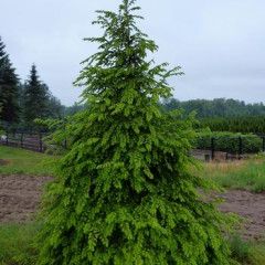 Hemlock 5-6&#39; B&amp;B