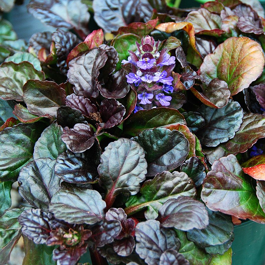 Ajuga 'Black Scallop' Bugleweed 1 qt