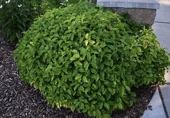 Cornus sericea 'Kelseyi' Dwarf Red Osier Dogwood 3 gal