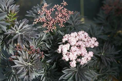Elderberry 'Laced Up' 2 gal PW