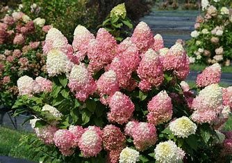Hydrangea &#39;Quick Fire Fab&#39; 60cm 7 gal PW