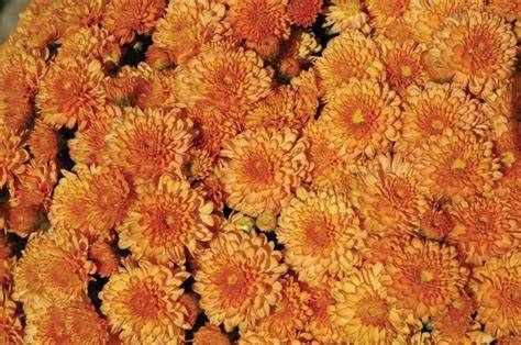 Fall Mum 14&quot; Pot Fancy Ursula Orange