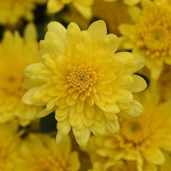 Fall Mum 4.5&quot; Paridiso Yellow