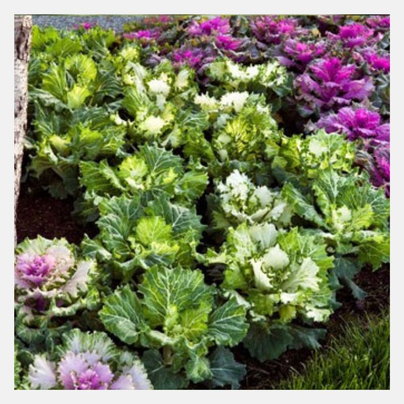 Flowering Kale  &amp; Cabbage- 4&quot;
