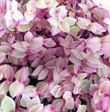 7" HB Tradescantia 'Pink Panther'