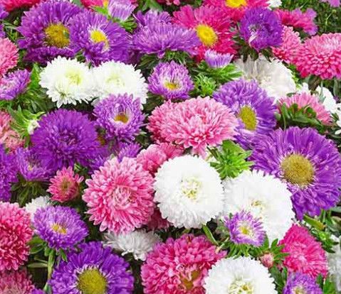 Fall Aster - 10&quot; Henry Mixed