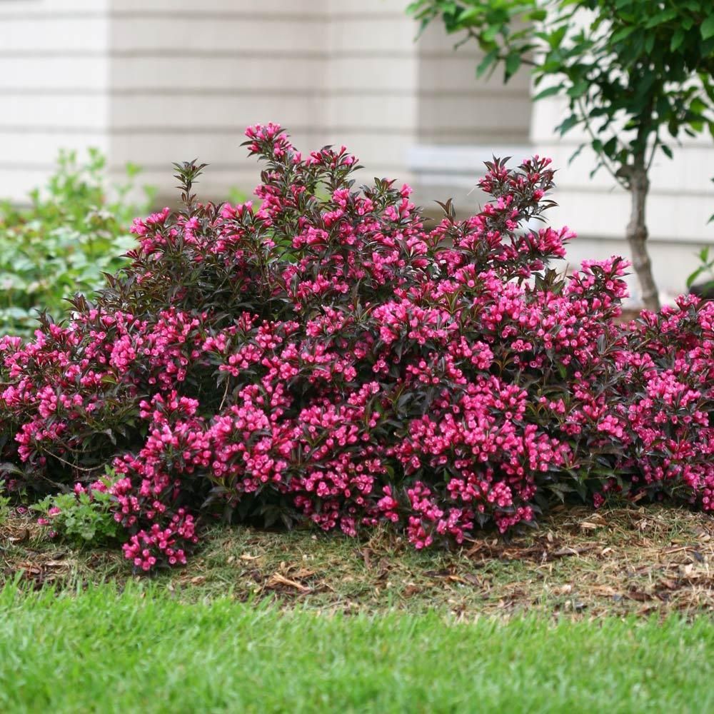 Weigela &#39;spilled wine&#39;, Size: 2 gal