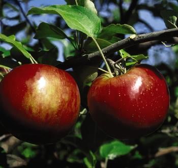 Apple &#39;Cortland&#39;, Size: 6&#39; Potted Whip