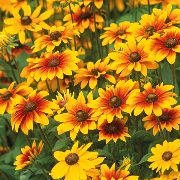 Black-Eyed Susan &#39;Toto Mix&#39; - 4&quot; pot
