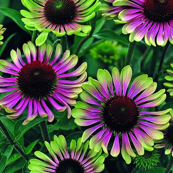 Cone Flower 'Echinacea Green Twister' 4"