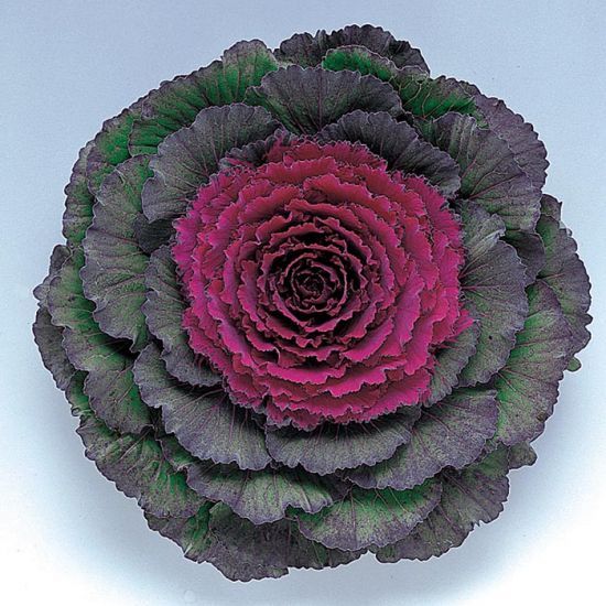 Flowering Cabbage - 1 gal Pigeon Purple