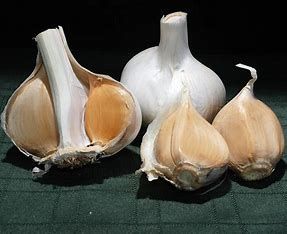 Garlic (bulb pkg) Elephant Tops (3/pkg)