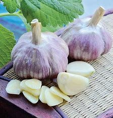 Garlic (bulb pkg) Siberian Tops (3/pkg)