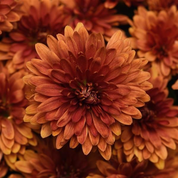 Fall Mum 14&quot; Zuma Orange