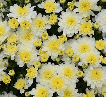 Fall Mum 10&quot; Chelsey White