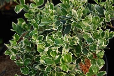 Euonymus &#39;Emerald Gaiety&#39; 2 gal