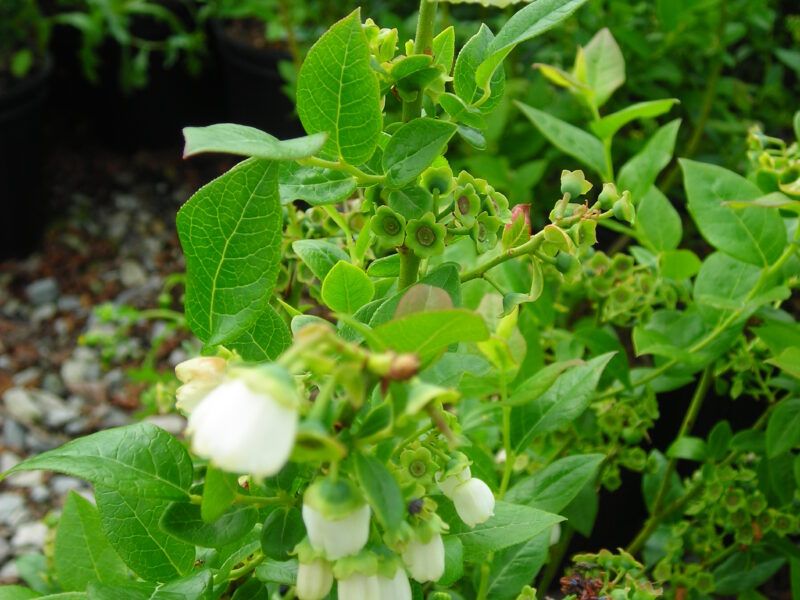 Blueberry - Vaccinium &#39;Chippewa&#39; 2 gal