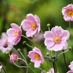 Anemone &#39;Robustissima&#39; Windflower 2 gal