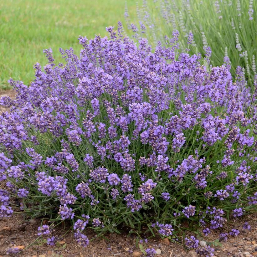 Lavender &#39;Essence Purple&#39; 1 gal