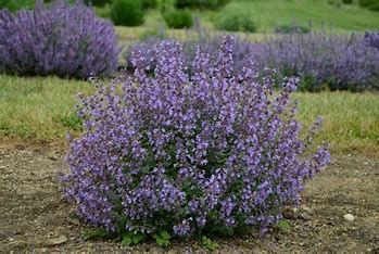 Catmint 'Nepeta Kitten Around' 1 gal