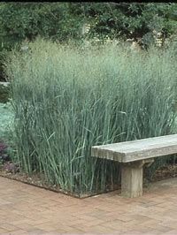Switch Grass &#39;Panicum Niagara Falls&#39; - 8&quot;