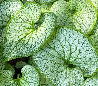 Brunnera 'Queen of Hearts' 8" PW