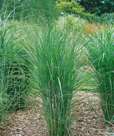 Maiden Grass &#39;Miscanthus s. &#39;Graziella&#39; - 2 gal
