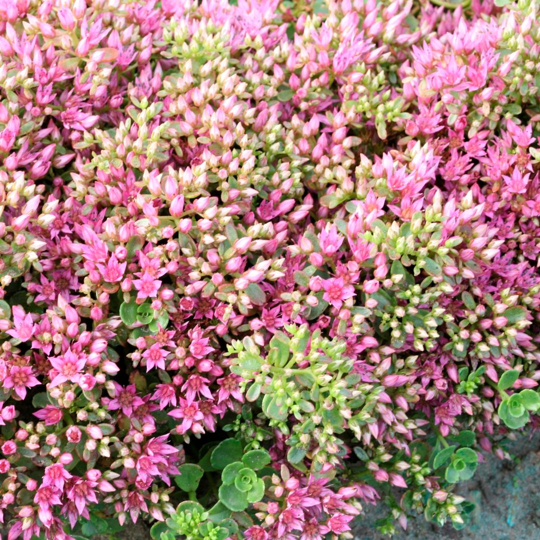 Stonecrop - Sedum &#39;John Creech&#39; 1 quart