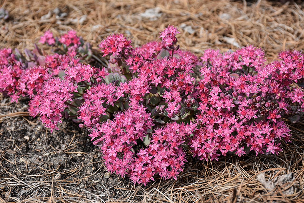 Sedum Sunsparkler &#39;Cosmic Comet&#39; 1 qt