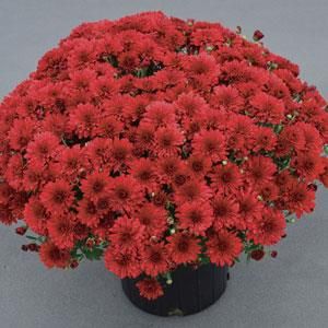 Fall Mum 10&quot; Red Hots