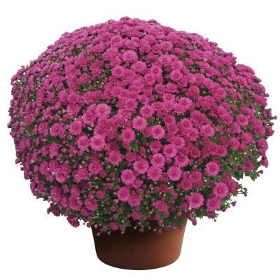 Fall Mum 14&quot; Pot Danielle Purple