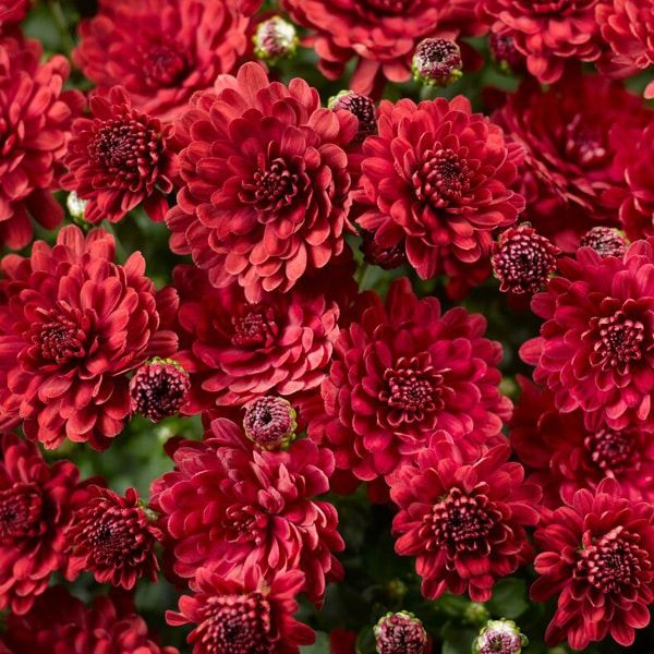 Fall Mum 10&quot; Danielle Red