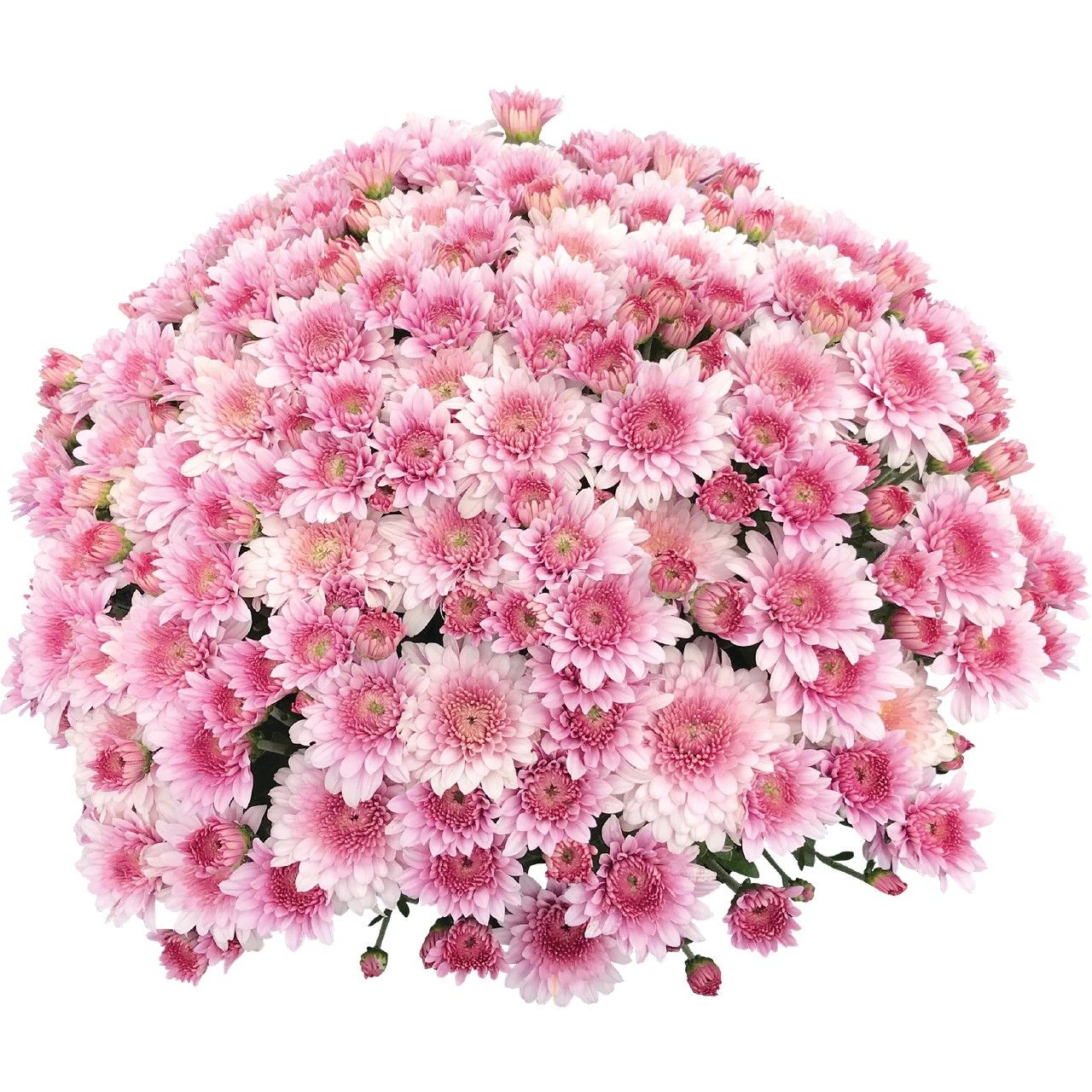 Fall Mum 10&quot; Touchdown Purple