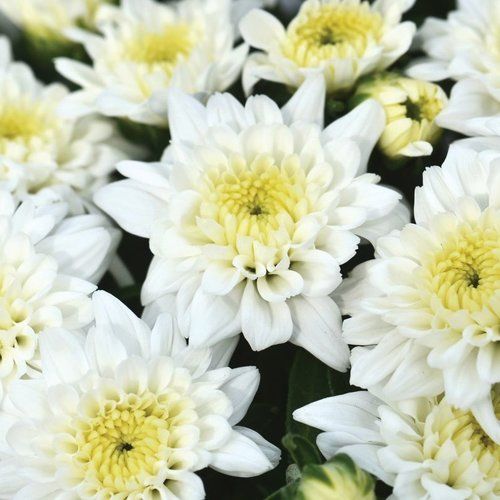 Fall Mum 14&quot; Pot Celestial White