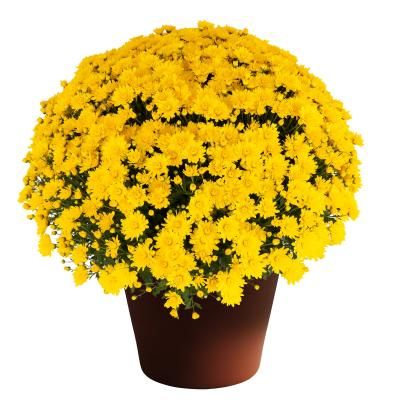 Fall Mum 14&quot; Pot Elena Gold