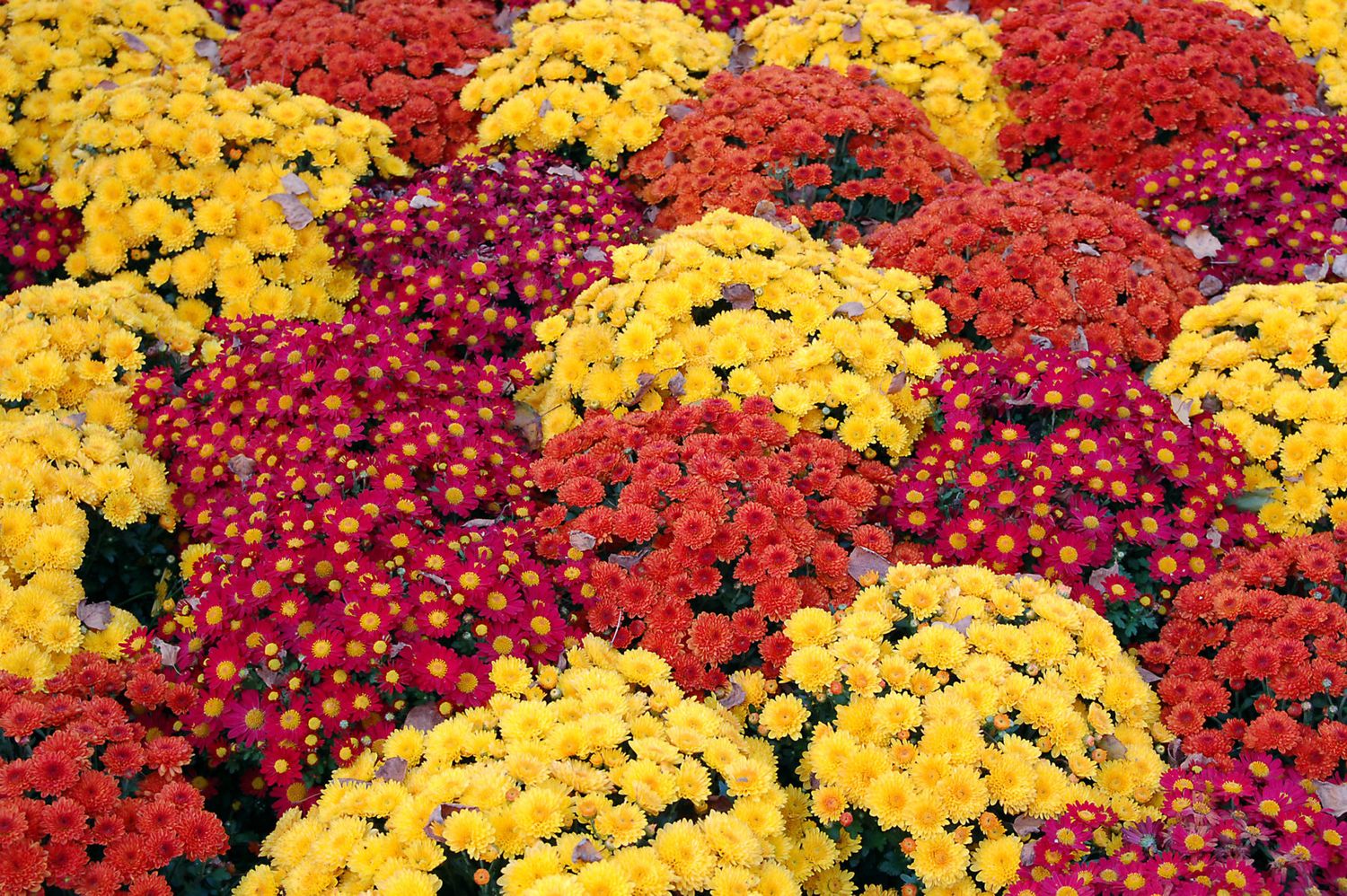 Fall Mum 4&quot;