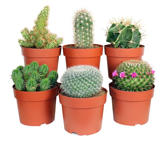 Cactus 5&quot; Assorted