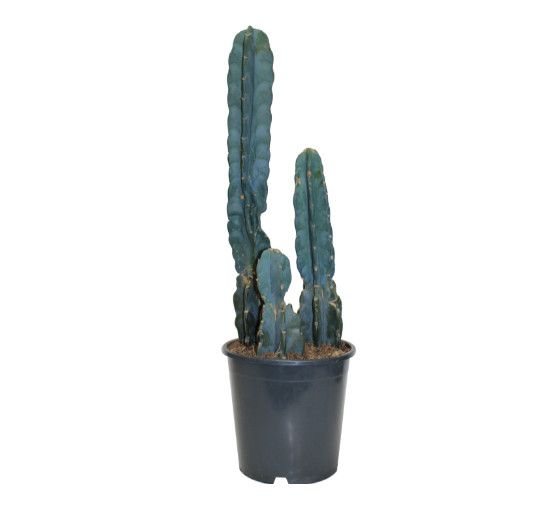 Cereus Jamacaru &#39;Cuddly Cactus&#39; - 26-30&quot;